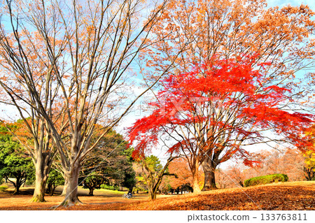 Tokyo Metropolitan Hikarigaoka Park (Nerima Ward, Tokyo) [November 2025] 133763811
