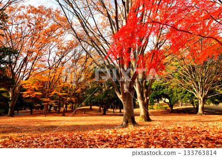 Tokyo Metropolitan Hikarigaoka Park (Nerima Ward, Tokyo) [November 2025] 133763814