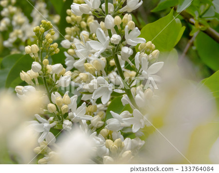 Fragrant white lilac blossoms. Syringa vulgaris 133764084