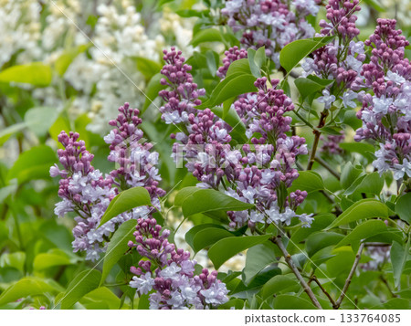 Double white lilac flowers with blue-pink tint Double white lilac flowers with blue-pink tint 133764085