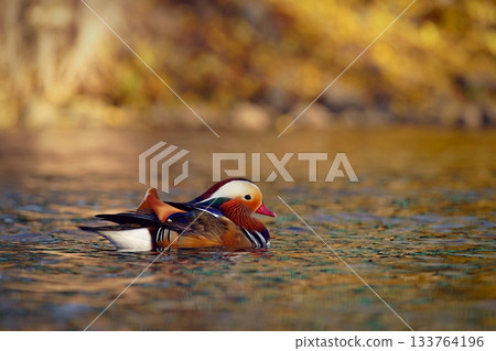 A colourful male mandarin duck. Aix galericulata 133764196