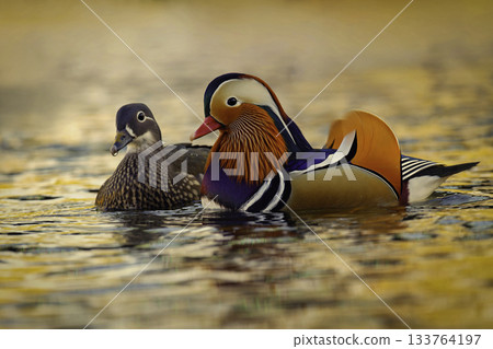 A colourful male mandarin duck. Aix galericulata 133764197