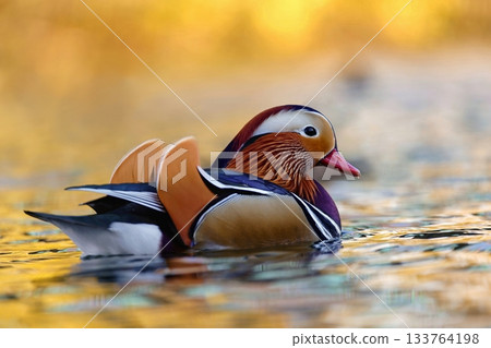 A colourful male mandarin duck. Aix galericulata A colourful male mandarin duck. Aix galericulata 133764198