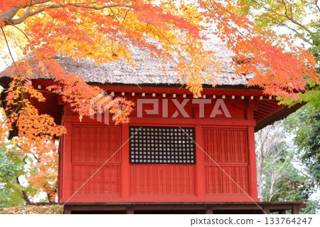 Kannon Hall surrounded by autumn leaves 133764247