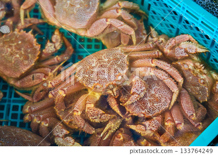 Live hairy crab in an aquarium Live hairy crab in an aquarium 133764249