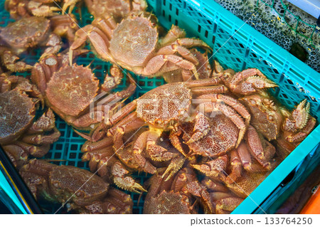 Live hairy crab in an aquarium Live hairy crab in an aquarium 133764250
