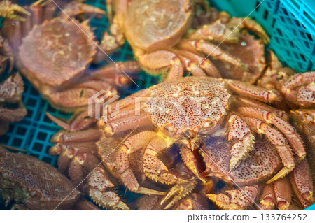 水族箱裡的活毛蟹 水族箱裡的活毛蟹 133764252