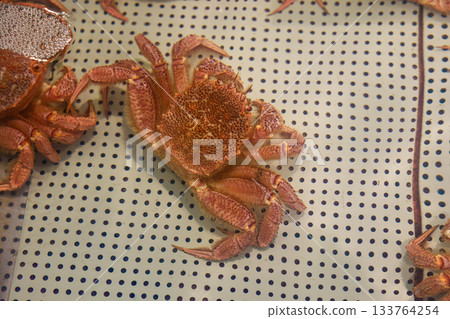 Live hairy crab in an aquarium 133764254