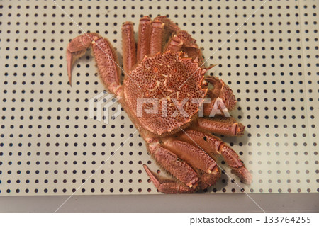 水族箱裡的活毛蟹 水族箱裡的活毛蟹 133764255