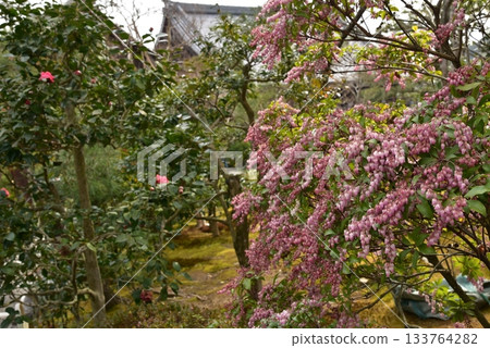 Caterpillar flowers 133764282