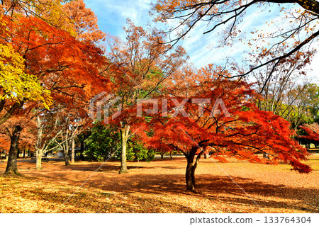東京都光丘公園（東京都練馬區）[2025 年 11 月] 133764304