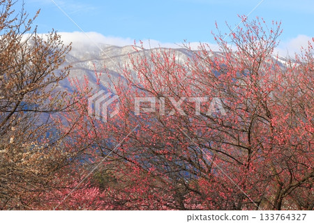 紅梅花映襯著雪山 紅梅花映襯著雪山 133764327