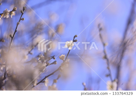 A single white plum blossoming in the blue sky 133764329