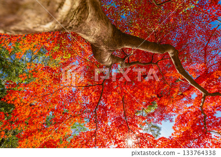 Uji City: Autumn in full swing, fiery autumn leaves 133764338