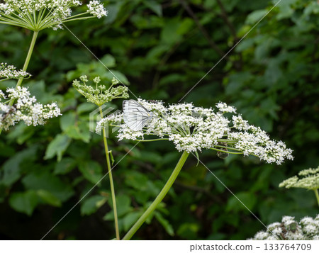 條紋白蝴蝶 133764709