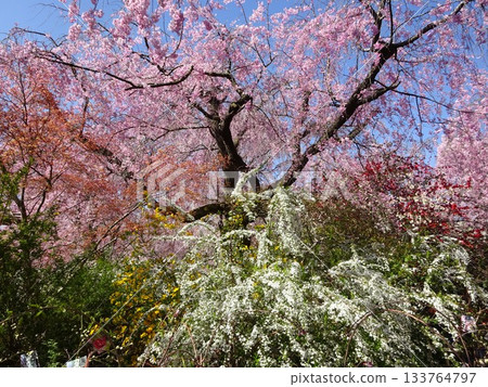 A colorful landscape of blooming spring flowers A colorful landscape of blooming spring flowers 133764797