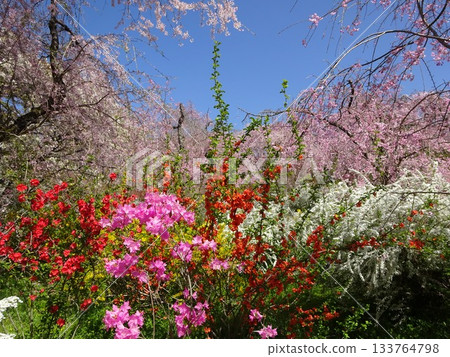 春花盛開,色彩斑斕的景象。 春花盛開,色彩斑斕的景象。 133764798