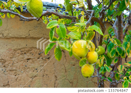 Yellow quince fruit in Hagi City, Yamaguchi Prefecture 133764847