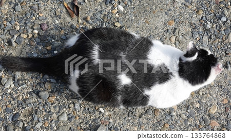 可愛的流浪貓 可愛的流浪貓 133764868