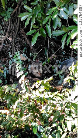 Stray cat gazing intently from the shade of a tree Stray cat gazing intently from the shade of a tree 133764887
