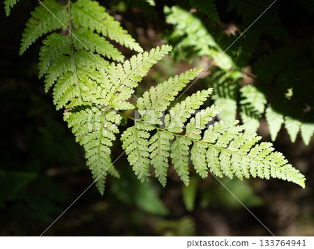 Morning sun shining on fern leaves 133764941