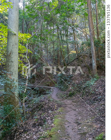 An endless forest path with sunlight filtering through the trees An endless forest path with sunlight filtering through the trees 133765136
