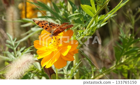 開花往藍天的波斯菊 133765150