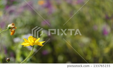 開花往藍天的波斯菊 開花往藍天的波斯菊 133765155