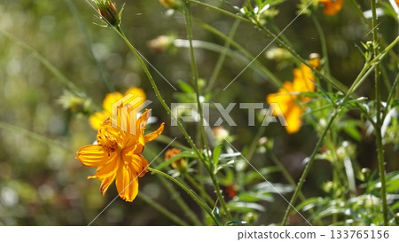 開花往藍天的波斯菊 133765156