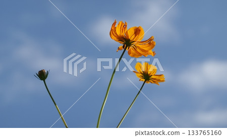 開花往藍天的波斯菊 133765160