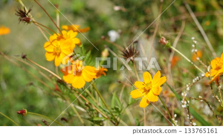 開花往藍天的波斯菊 133765161