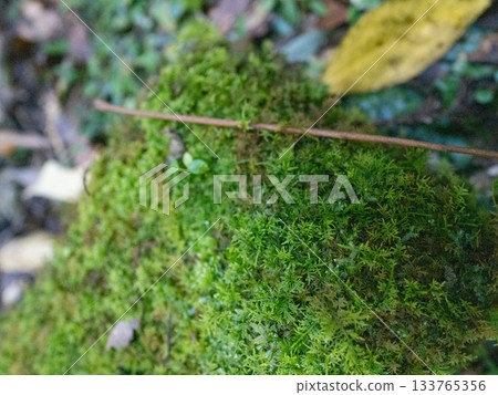 moss growing on moss moss growing on moss 133765356