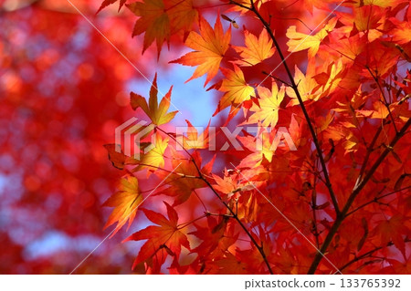 Shining autumn leaves Shining autumn leaves 133765392