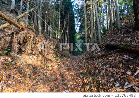 Scenery of the Kyoto Loop Trail and its surroundings 133765498