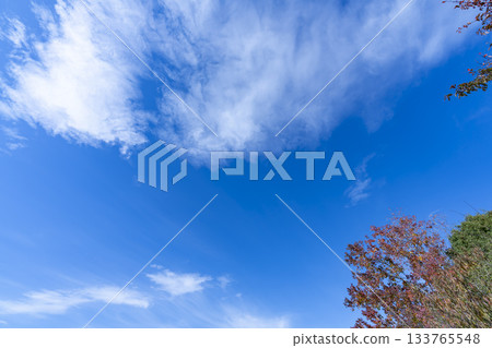 秋日的天空、雲彩和樹木 秋日的天空、雲彩和樹木 133765548