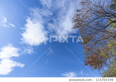 秋日的天空、雲彩和樹木 秋日的天空、雲彩和樹木 133765549