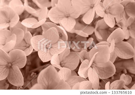 Floral background image in color of the year 2025 Mocha Mousse. Abstract background of hydrangea flower. Trendy color palette sample. Demonstrating the colors of 2025 - Mocha Mousse. 133765610