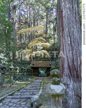 Stairs from Tanimizu Yakushido to the temple gate and a moss-covered stone lantern 133765773