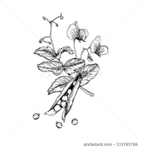 Composition of a green pea blossoms, leaves, curling tendrils, an open pod with round peas inside and loose peas beside it . Hand drawn vector illustration. Black and white sketch in line art style. 133765786