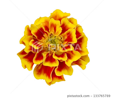 Close-up Vibrant Yellow and Red French Marigold Tagetes Patula in Bloom. Orange, Red, and Yellow Petals of Tagetes Patula Isolated on White Background. Close-up Vibrant Yellow and Red French Marigold Tagetes Patula in Bloom. Orange, Red, and Yellow Petals of Tagetes Patula Isolated on White Background. 133765789