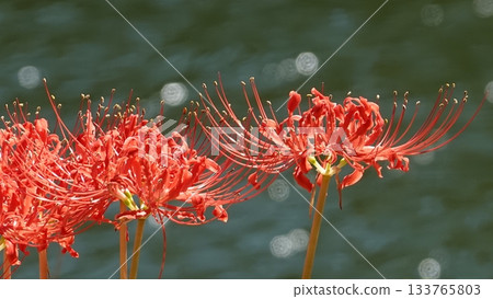 Beautiful red spider lilies 133765803
