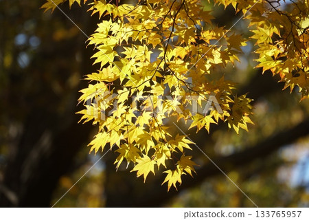 Autumn leaves turning yellow 133765957