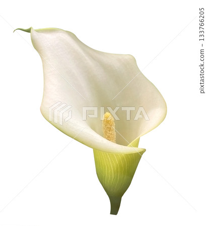 Beautiful White Zantedeschia or Calla Lily, Arum Lily isolated on white background. Beautiful White Zantedeschia or Calla Lily, Arum Lily isolated on white background. 133766205