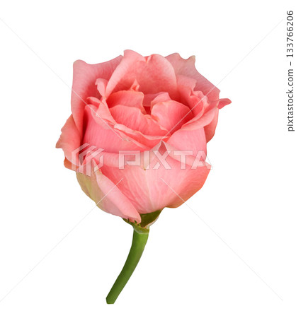Pink rose bud flower isolated on white background with clipping path. Light Pink Rose bud on a green stem Closeup. For design, Happy Women's Day, Wedding, Mother's Day, Easter, Valentine's Day. 133766206