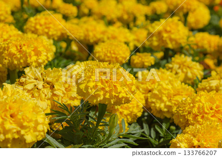 Close-up Beautiful bright Yellow marigold flowers field. Close-up Beautiful bright Yellow marigold flowers field. 133766207