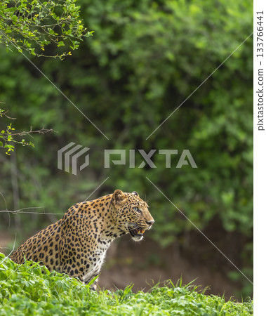 wild indian male leopard or panther or panthera pardus in sitting position pose side profile in natural scenic green background in winter season safari game drive in national park forest reserve india wild indian male leopard or panther or panthera pardus in sitting position pose side profile in natural scenic green background in winter season safari game drive in national park forest reserve india 133766441
