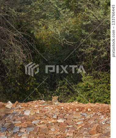 wild indian male sub adult leopard or panther or panthera pardus sitting on red color stones basking warm glow sun in cold winter season evening safari jhalana forest reserve jaipur rajasthan india 133766445