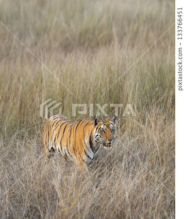 wild female bengal tiger or panthera tigris bandhavgarh national park forest reserve madhya pradesh india tigress walking camouflaged hiding her body in dry grassland for hunt in summer season safari wild female bengal tiger or panthera tigris bandhavgarh national park forest reserve madhya pradesh india tigress walking camouflaged hiding her body in dry grassland for hunt in summer season safari 133766451