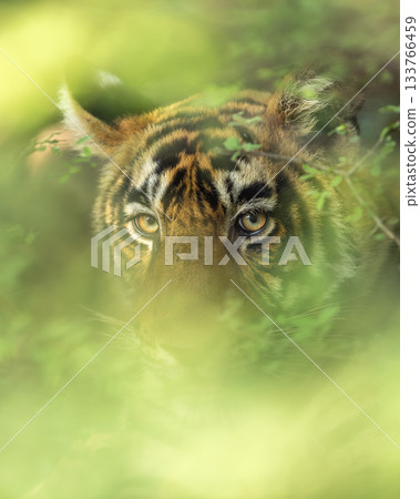 head shot of wild indian male bengal tiger or panthera tigris face tight close up or portait with eye contact and natural green background in wildlife safari at national park forest reserve india asia 133766459