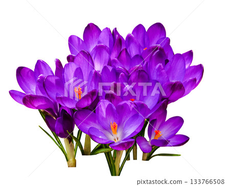 Purple Crocus flowers bouquet isolated on white background. Violet Crocus flowers in the spring isolated on white selective focus . Purple Crocus flowers bouquet isolated on white background. Violet Crocus flowers in the spring isolated on white selective focus . 133766508